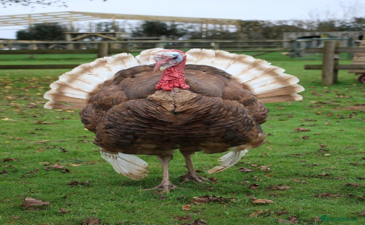 Turkeys poultry - Advert 1