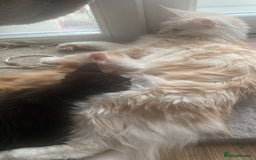 Maine Coon cats for sale: Maine coon kittens ready to leave! - Image 5