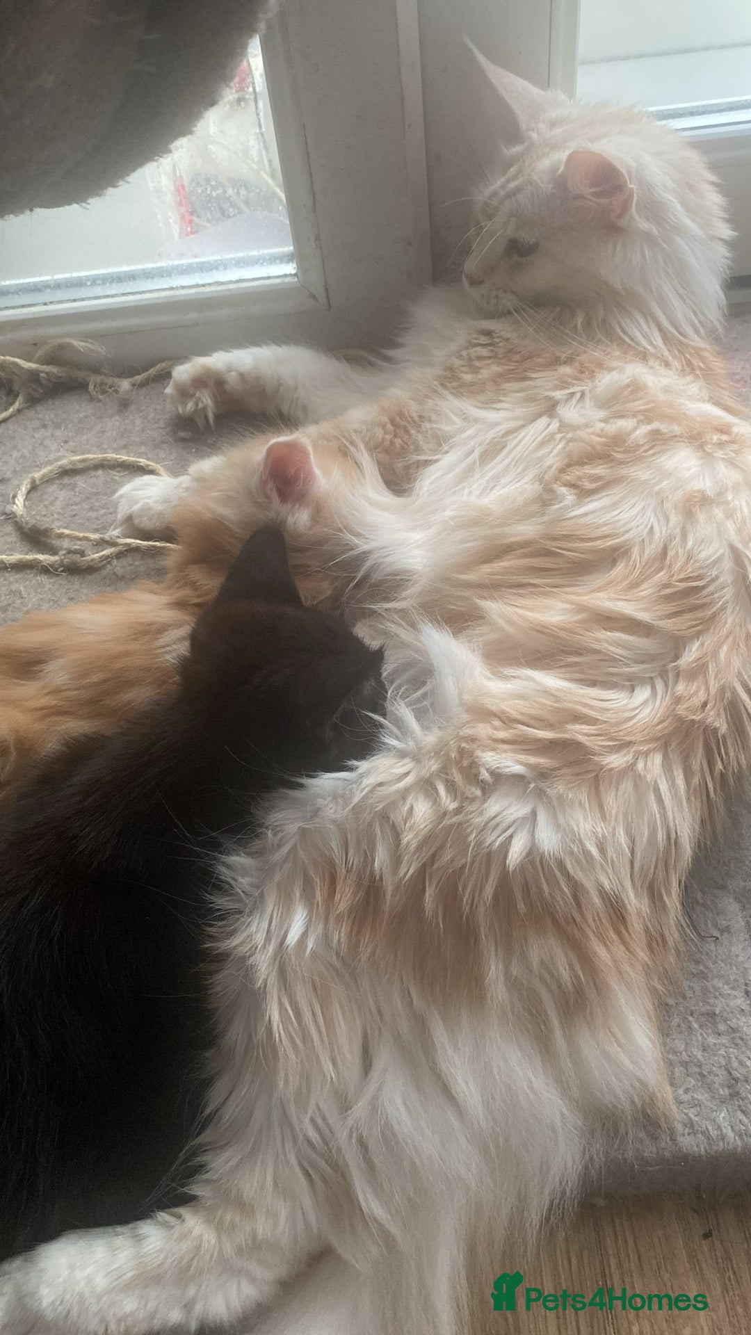 Maine Coon cats for sale: Maine coon kittens ready to leave! - Image 5