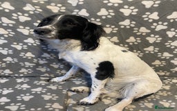 English Springer Spaniel dogs for sale: Meg (springer spaniel bushing bitch) - Image 3