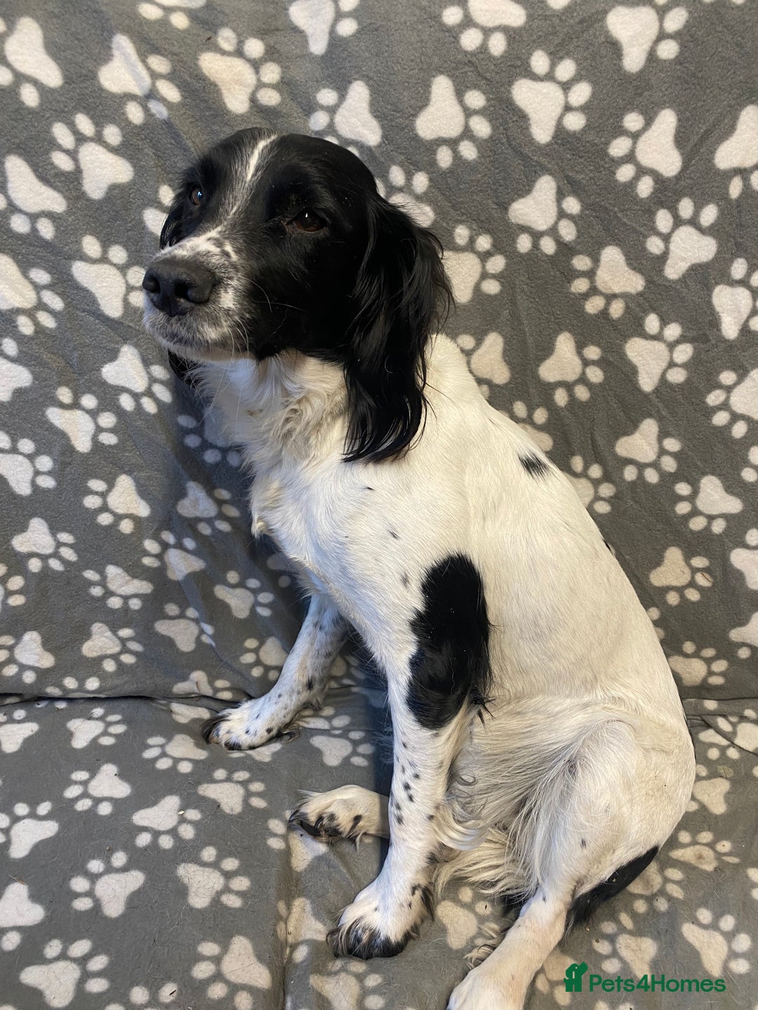 English Springer Spaniel dogs for sale: Meg (springer spaniel bushing bitch) - Image 3