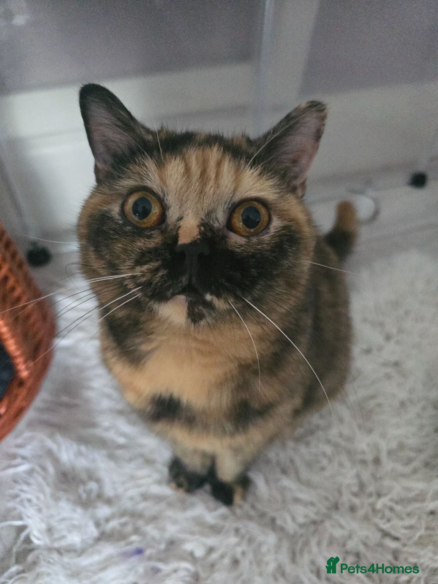 British Shorthair cats ❤️❤️❤️ - Advert 1