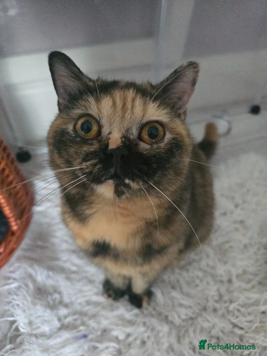 British Shorthair cats for sale: ❤️❤️❤️ - Advert 1