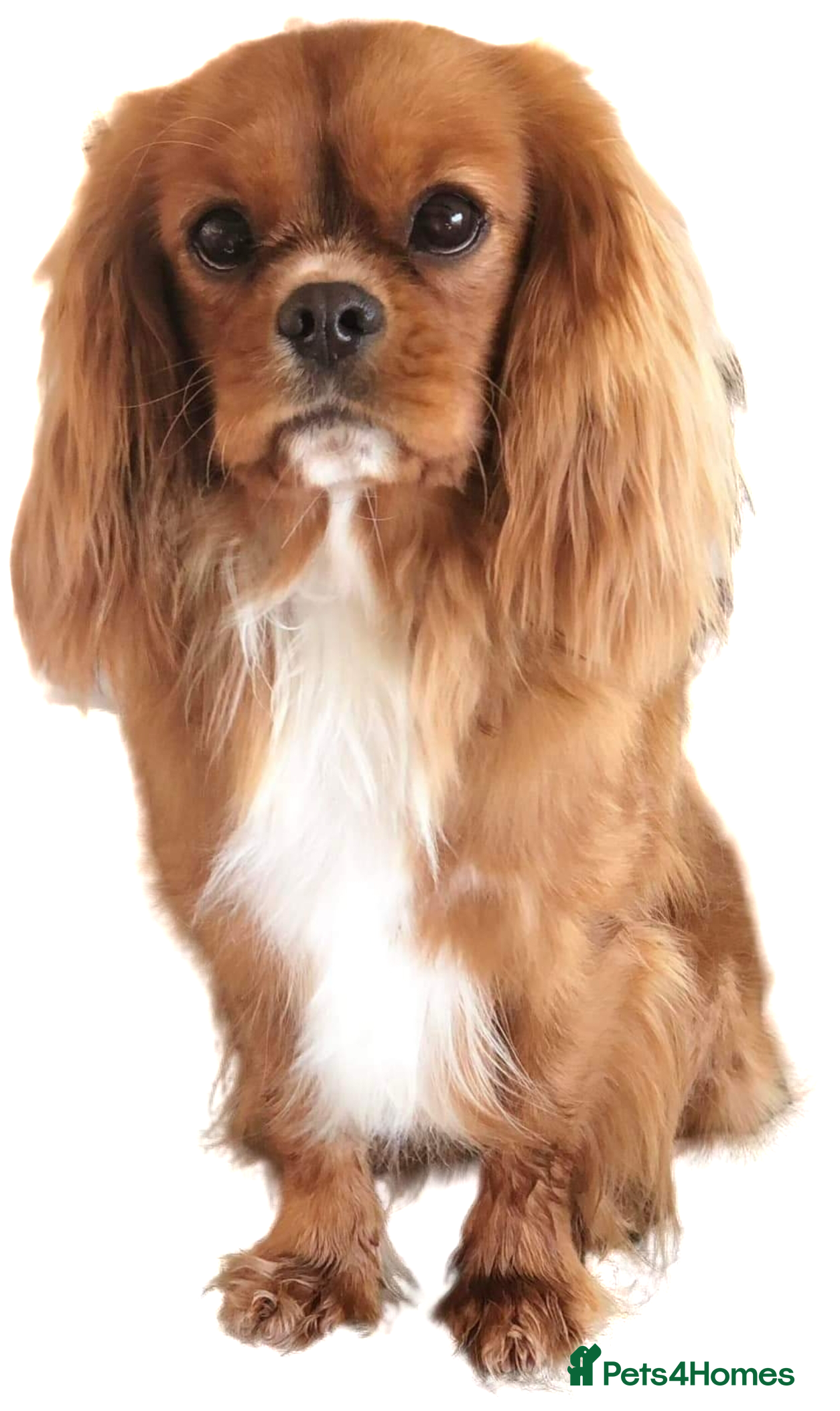 Cavalier King Charles Spaniel dogs  HEALTH TESTED kc cavalier king charles for stud  in Bedford - Advert 12