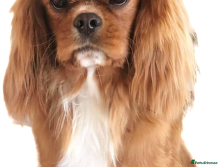 Cavalier King Charles Spaniel dogs in Bedford - Advert 10
