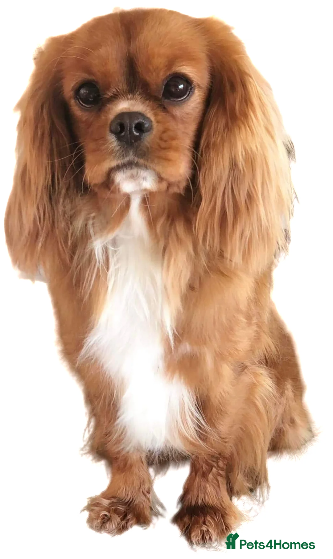 Cavalier King Charles Spaniel dogs for stud:  HEALTH TESTED kc cavalier king charles for stud  in Bedford - Advert 1
