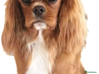 Cavalier King Charles Spaniel dogs HEALTH TESTED kc cavalier king charles for stud in Bedford - Advert 2