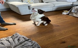 Border Collie dogs for sale: Border collie chocolate & white bitch 6 months old - Advert 10
