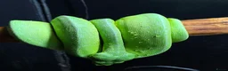 Python Snake reptiles for sale: Male manokwari green tree python and pvc setup - Advert 6