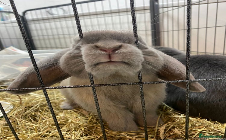 Mini Lop rabbits - Advert 3