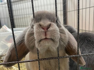 Mini Lop rabbits - Advert 6