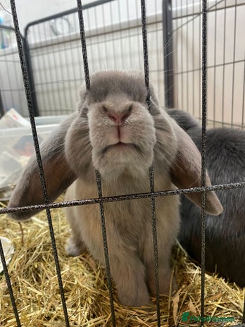 Mini Lop rabbits - Advert 12