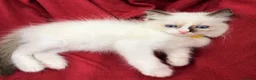 Ragdoll cats for sale: Purebred Ragdoll Kittens  - Advert 21