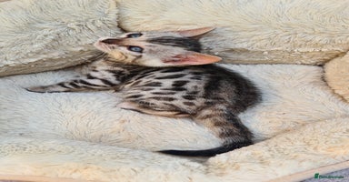 Bengal cats - Advert 4