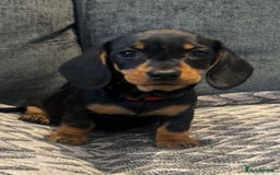 Miniature Dachshund dogs for sale: Fully vaccinated and ready TO GO,kc reg pra clear in Warrington - Image 3