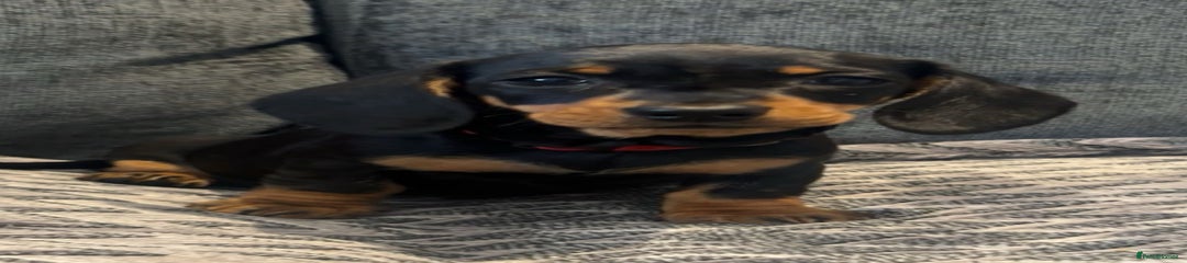 Miniature Dachshund Puppy 1