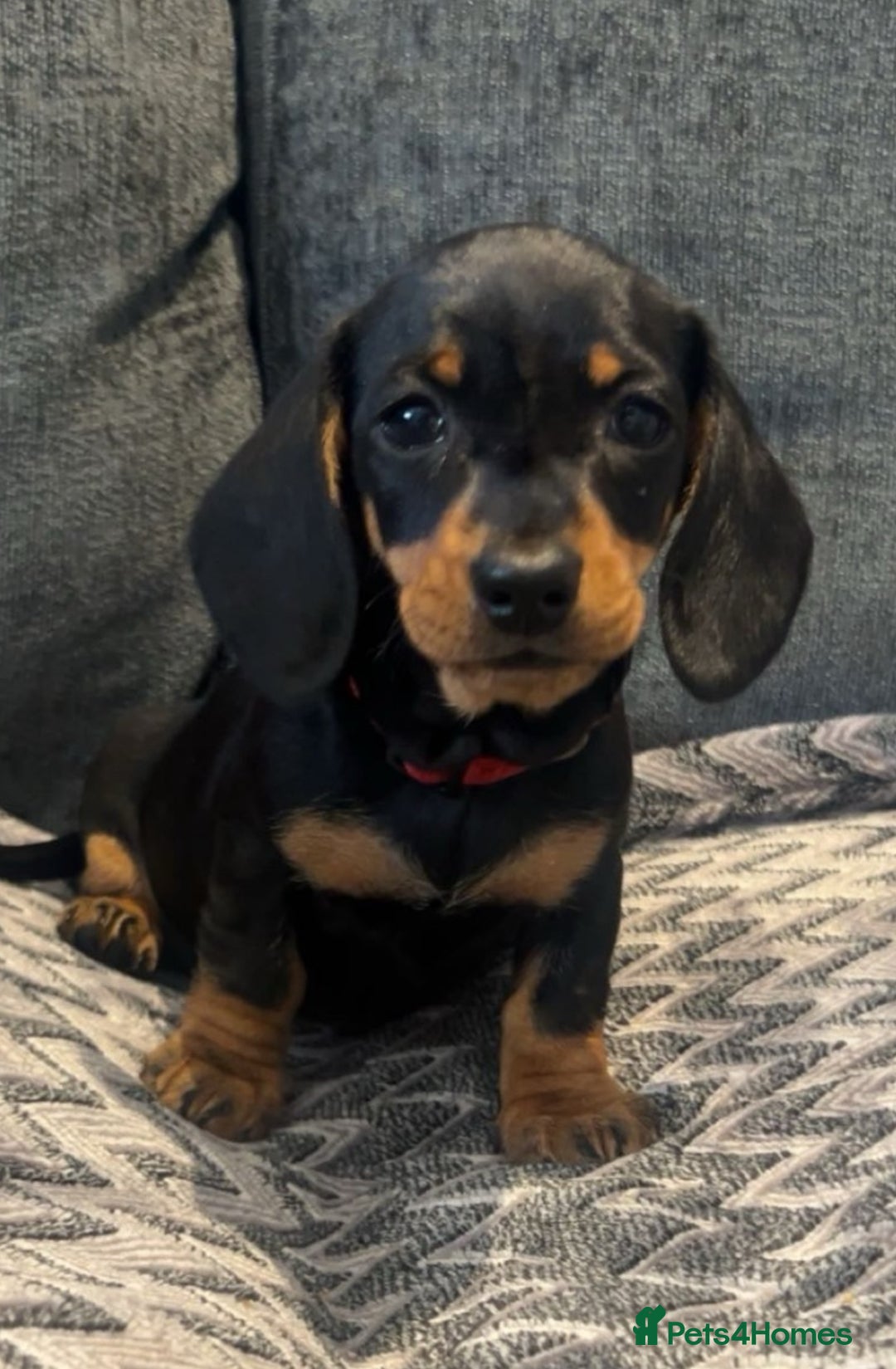 Miniature Dachshund dogs for sale: Fully vaccinated and ready TO GO,kc reg pra clear in Warrington - Image 3