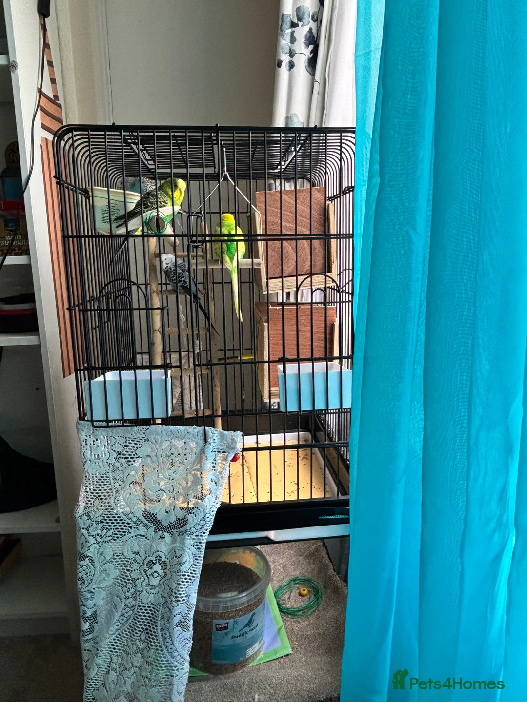 Budgerigars birds for sale: 4 Beautiful Budgies 2 Males 2 Females - Image 6
