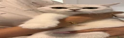 Scottish Fold cats for sale: Adorable Scottish Fold/straight Kittens for Sale - Advert 11