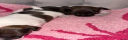 Jack Russell dogs for sale: Jack Russell puppies  - Advert 5