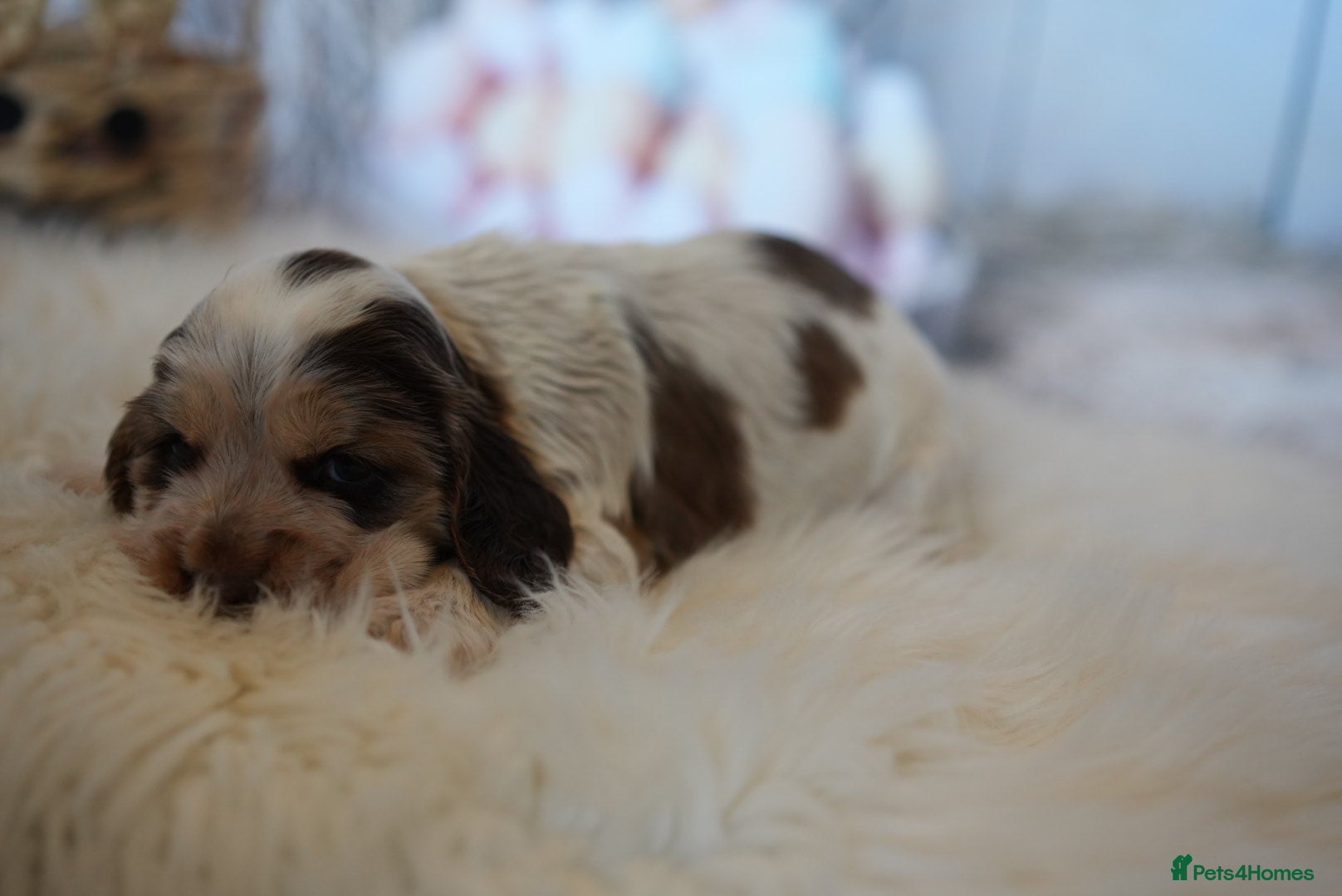 Cocker Spaniel dogs Health tested pure show cocker spaniels  - Advert 2