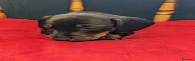 Miniature Dachshund 1