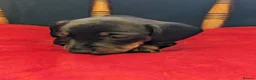 Miniature Dachshund dogs for sale: Miniature Dachshund pups  in Llanybydder - Advert 9