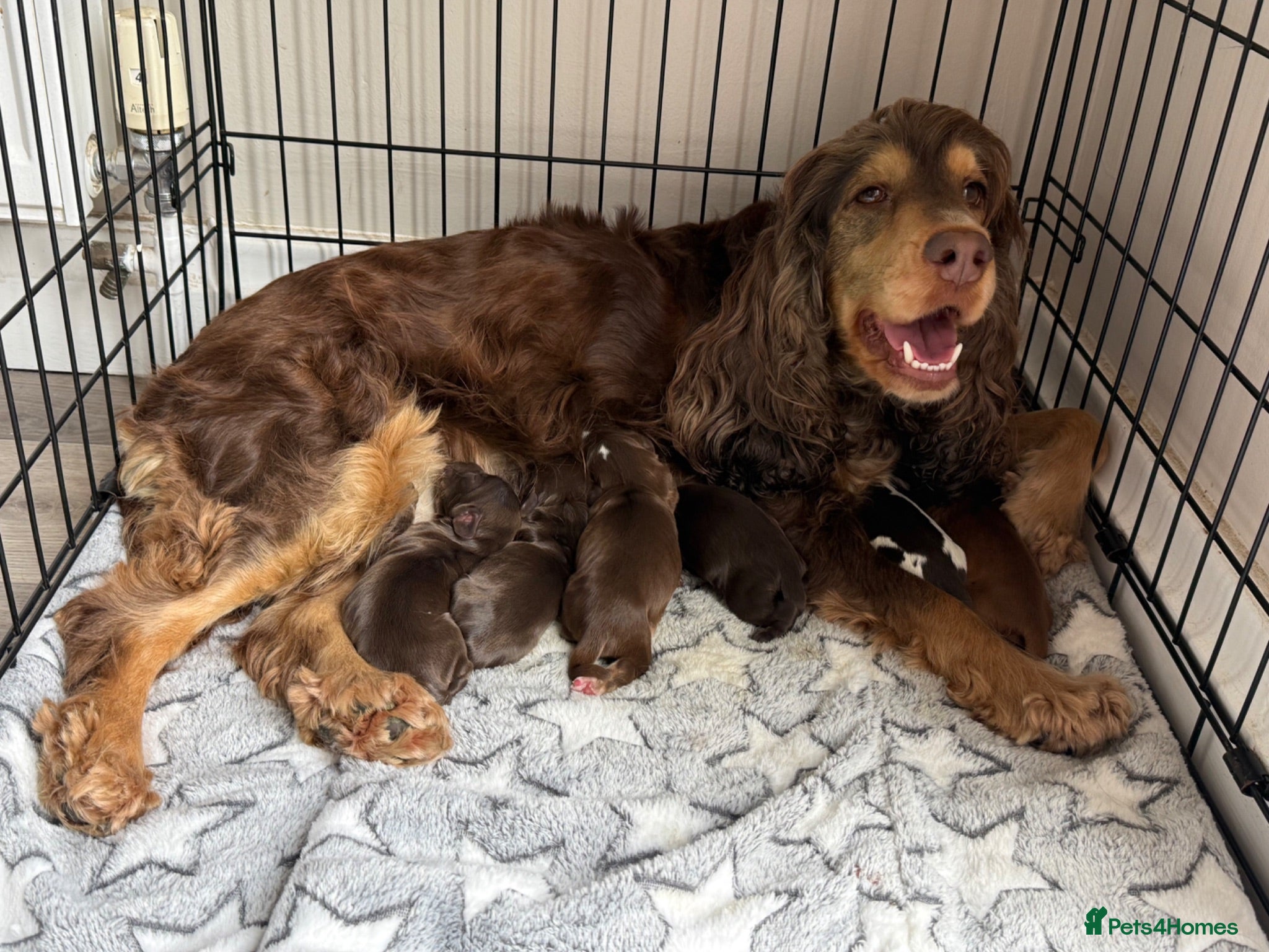Cocker Spaniel dogs 3 amazing show cocker spaniels  - Advert 7