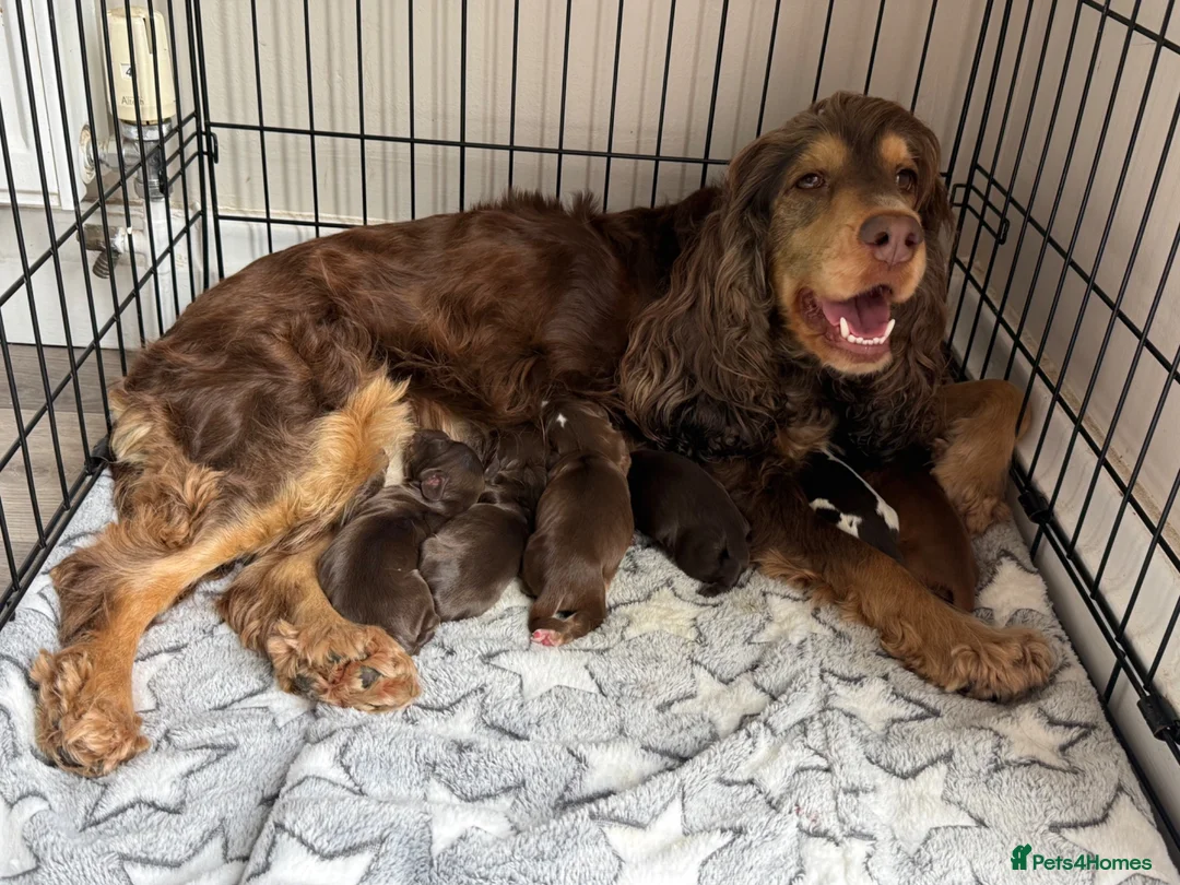 Cocker Spaniel dogs for sale: 3 amazing show cocker spaniels  in Barnsley - Advert 1