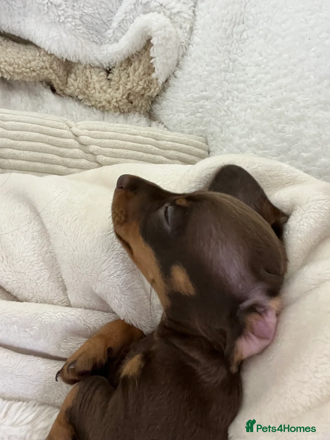 Dachshund dogs for sale: Little girl  - Advert 4