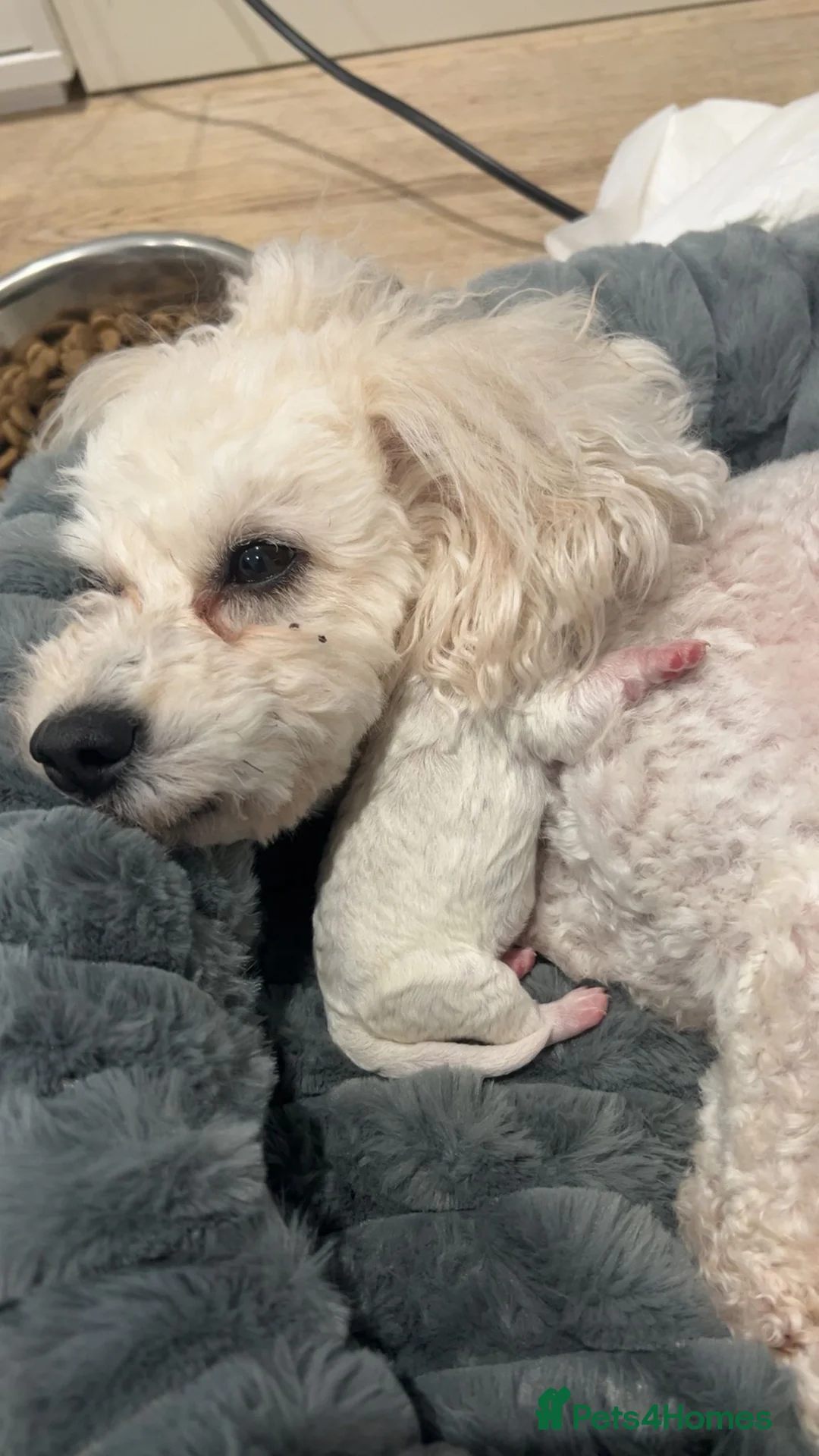 Bichon Frise dogs for sale: Puppies bichon frise - Advert 1