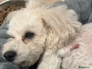 Bichon Frise dogs Puppies bichon frise - Advert 5