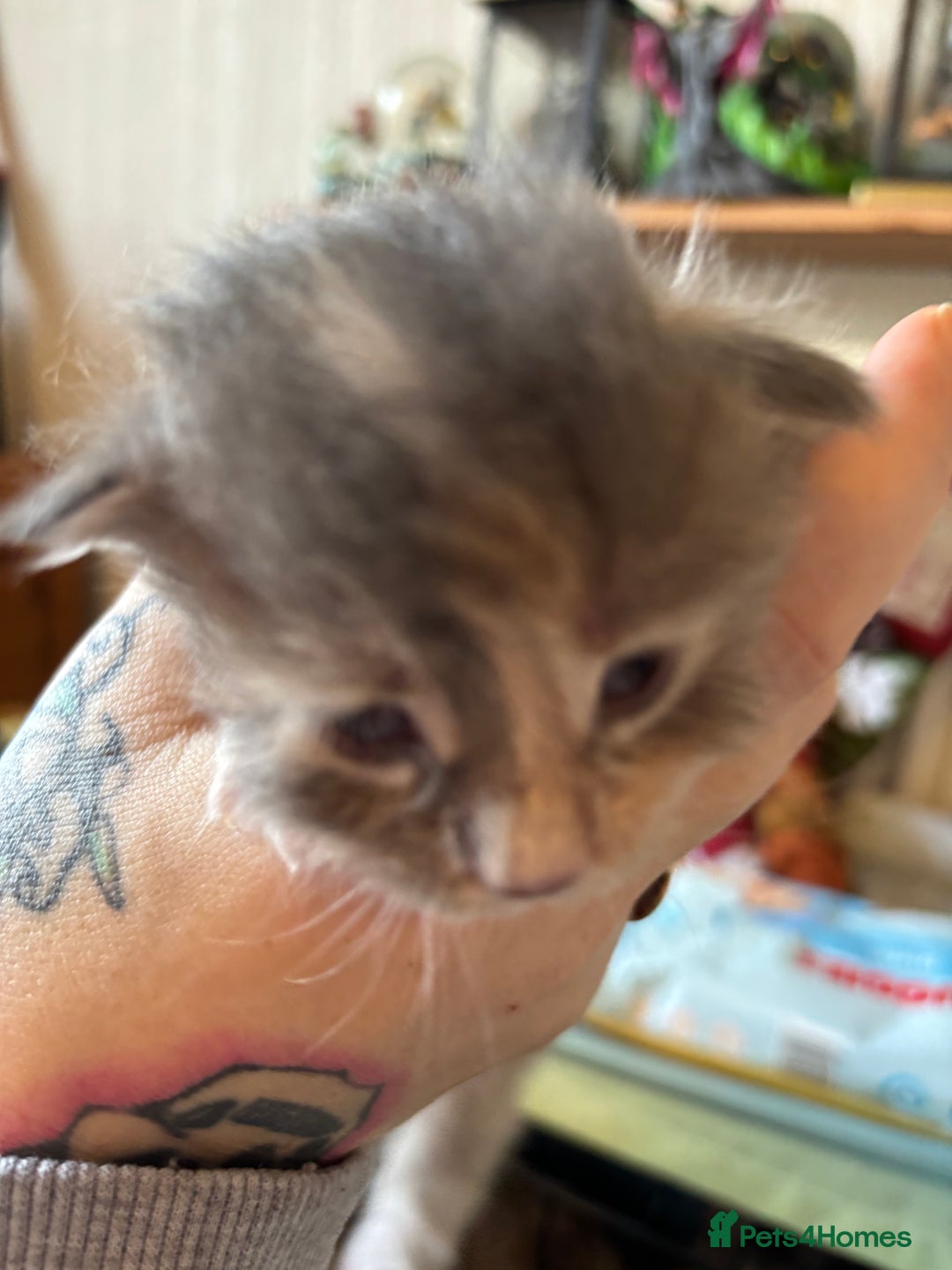 Maine Coon cats for sale: 5 Maine coon babies  - Advert 22