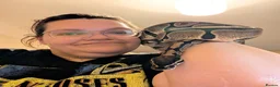 Python Snake reptiles for sale: Royal \ Ball python  - Advert 3