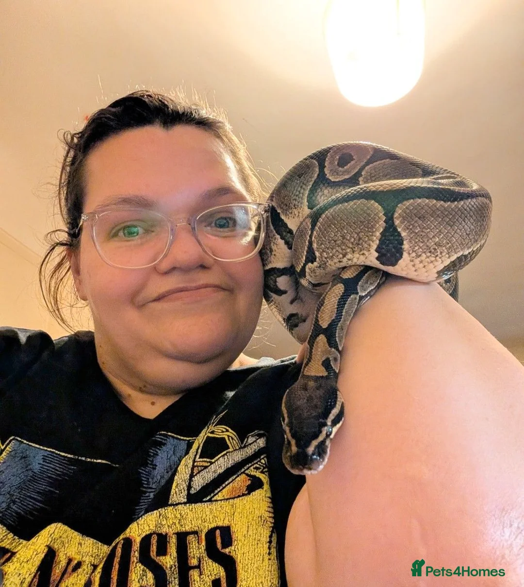 Python Snake reptiles for sale: Royal \ Ball python  - Advert 3