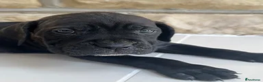 Cane Corso Puppy 