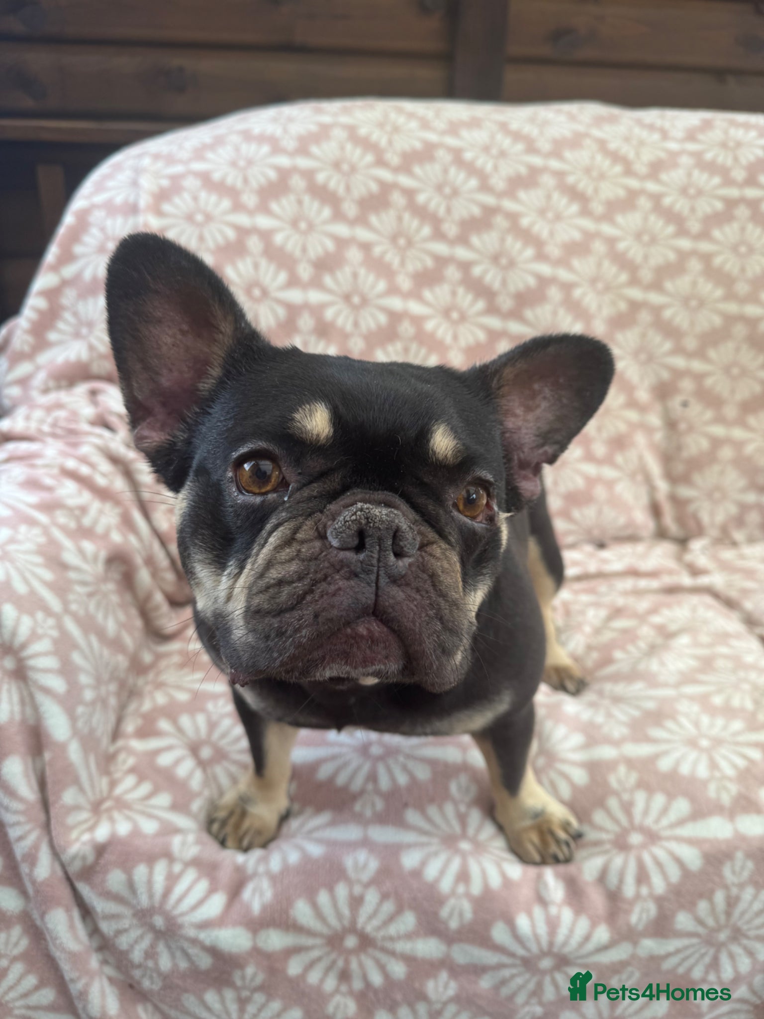 French Bulldog dogs Female French Bull - For Sale - Advert 3