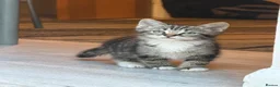 European cats for sale: Adorable Kittens - Advert 12