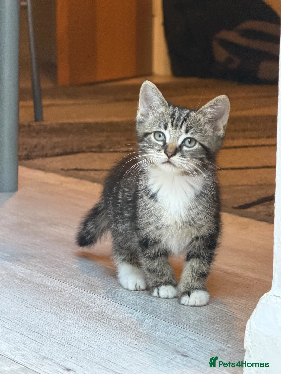 European cats for sale: Adorable Kittens - Advert 12