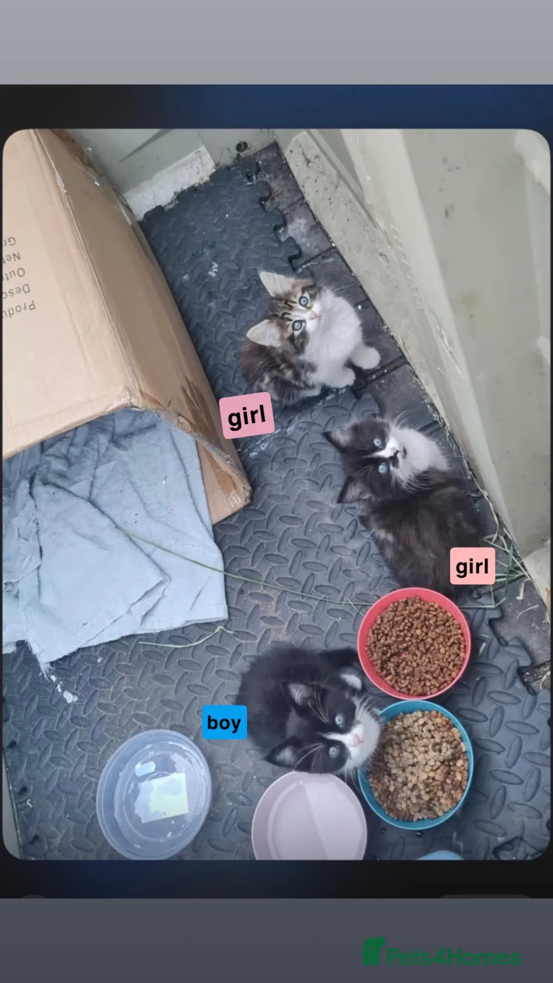Mixed Breed cats for sale: 3 mixed breeds 2 girls 1 boy  - Advert 2