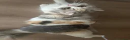 Mixed Breed cats for sale: Persian Cross Kittens 🐾🩵🩵🩵🩷 - Advert 7