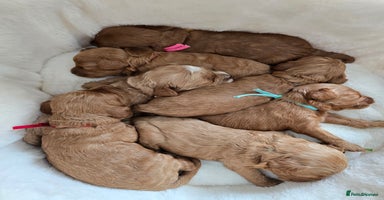 Cockapoo dogs - Advert 10