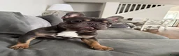 French Bulldog dogs for sale: 🐾 Beautiful French Bulldog Boy 🐾 - Advert 2