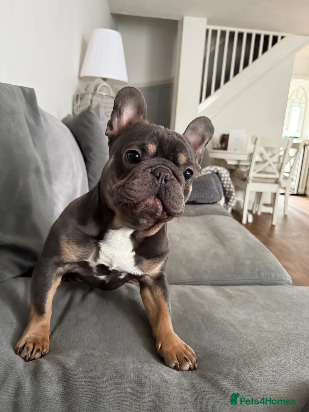 French Bulldog dogs for sale: 🐾 Beautiful French Bulldog Boy 🐾 - Advert 2