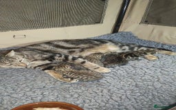 Mixed Breed cats for sale: 🐅Gorgeous Tabby/SavannahX🐆 - Image 3