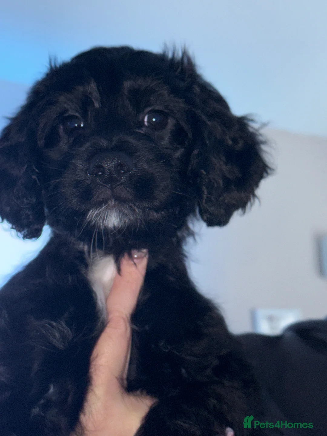 Sproodle dogs for sale: •LAST 3 GIRLS AVAILABLE• READY TO LEAVE• - Advert 16