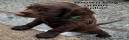 Cocker Spaniel dogs for sale: Cocker Spaniel Puppies - Advert 32