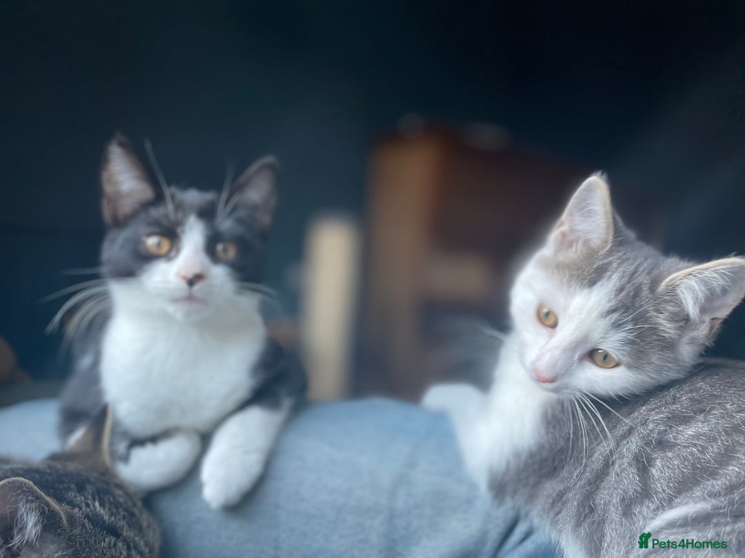 Domestic Shorthair cats for adoption: Cleo & Sage, 4 month old kitten pair  - Advert 9