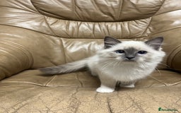 Ragdoll cats for sale: READY TO GO! Beautiful Ragdoll Kittens - Image 2