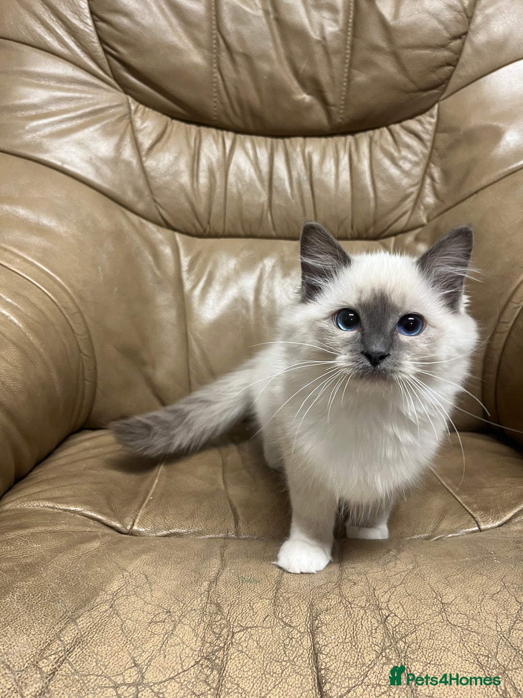 Ragdoll cats for sale: READY TO GO! Beautiful Ragdoll Kittens - Image 2